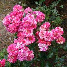 Троянда плетиста Твіст (біло-малинова) | Rosa climber Twist (white-pink) | Роза плетистая Твист (бело-малиновая)