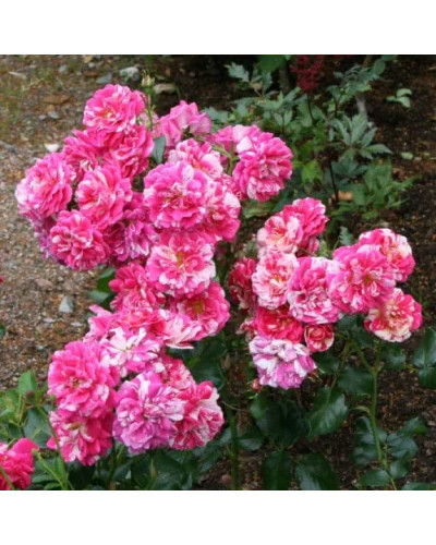 Троянда плетиста Твіст (біло-малинова) | Rosa climber Twist (white-pink) | Роза плетистая Твист (бело-малиновая)