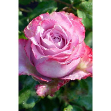 Троянда чайно-гібридна ’Діпп Воттер’|Hybrid tea rose ’Deep Water’|Роза чайно-гибридная ’Дипп Уоттер’