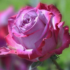 Троянда чайно-гібридна ’Діпп Воттер’|Hybrid tea rose ’Deep Water’|Роза чайно-гибридная ’Дипп Уоттер’