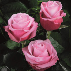 Троянда чайно-гібридна ’Діпп Воттер’|Hybrid tea rose ’Deep Water’|Роза чайно-гибридная ’Дипп Уоттер’