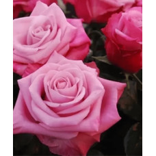 Троянда чайно-гібридна ’Діпп Воттер’|Hybrid tea rose ’Deep Water’|Роза чайно-гибридная ’Дипп Уоттер’