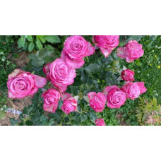 Троянда чайно-гібридна ’Діпп Воттер’|Hybrid tea rose ’Deep Water’|Роза чайно-гибридная ’Дипп Уоттер’