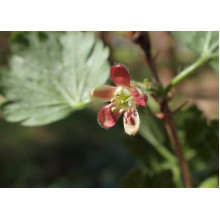 Агрус ‘Славута’ (жовтий)|Ribes uva-crispa ‘Slavuta’|Крыжовник ‘Славута’ (желтый)