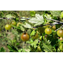 Агрус ‘Славута’ (жовтий)|Ribes uva-crispa ‘Slavuta’|Крыжовник ‘Славута’ (желтый)