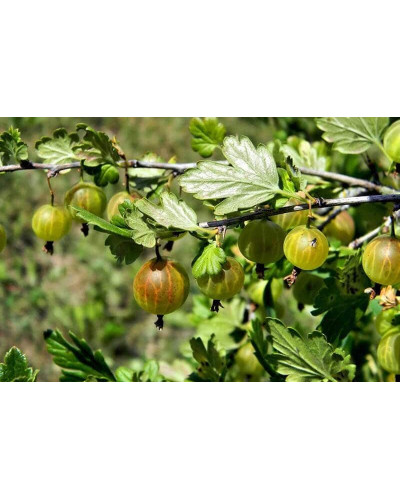 Агрус ‘Славута’ (жовтий)|Ribes uva-crispa ‘Slavuta’|Крыжовник ‘Славута’ (желтый)