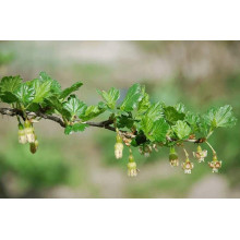 Агрус ‘Славута’ (жовтий)|Ribes uva-crispa ‘Slavuta’|Крыжовник ‘Славута’ (желтый)