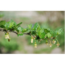 Агрус ‘Славута’ (жовтий)|Ribes uva-crispa ‘Slavuta’|Крыжовник ‘Славута’ (желтый)