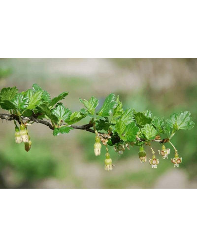 Агрус ‘Славута’ (жовтий)|Ribes uva-crispa ‘Slavuta’|Крыжовник ‘Славута’ (желтый)