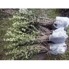 Агрус ‘Славута’ (жовтий)|Ribes uva-crispa ‘Slavuta’|Крыжовник ‘Славута’ (желтый)