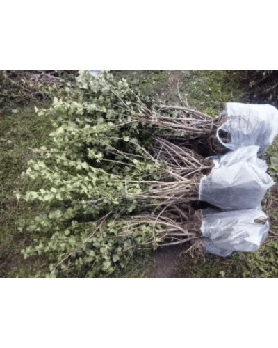 Агрус ‘Славута’ (жовтий)|Ribes uva-crispa ‘Slavuta’|Крыжовник ‘Славута’ (желтый)