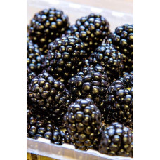 Ожина садова Понка безколючкова | Rubus  fruticosus  Ponca thornless | Blackberry Ponca thornless