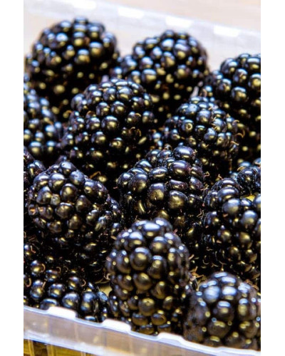 Ожина садова Понка безколючкова | Rubus fruticosus Ponca thornless | Blackberry Ponca thornless