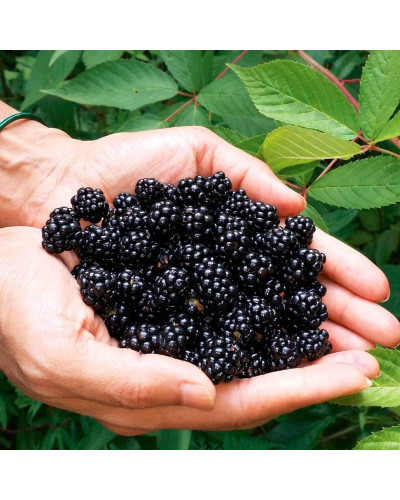 Ожина садова Понка безколючкова | Rubus fruticosus Ponca thornless | Blackberry Ponca thornless