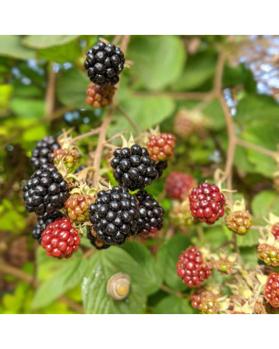 Ожина садова Понка безколючкова | Rubus fruticosus Ponca thornless | Blackberry Ponca thornless