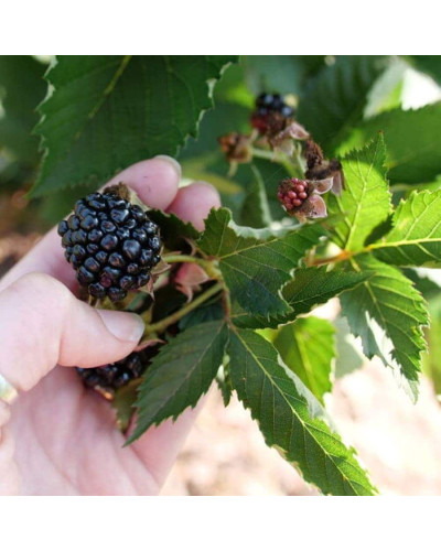 Ожина садова Понка безколючкова | Rubus fruticosus Ponca thornless | Blackberry Ponca thornless