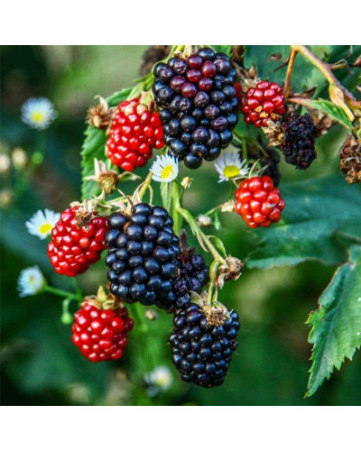 Ожина садова Понка безколючкова | Rubus fruticosus Ponca thornless | Blackberry Ponca thornless