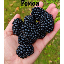 Ожина садова Понка безколючкова | Rubus  fruticosus  Ponca thornless | Blackberry Ponca thornless
