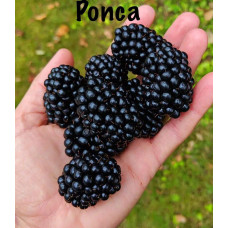 Ожина садова Понка безколючкова | Rubus  fruticosus  Ponca thornless | Blackberry Ponca thornless