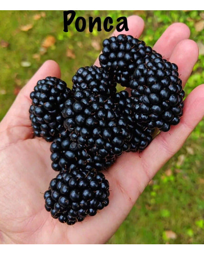 Ожина садова Понка безколючкова | Rubus fruticosus Ponca thornless | Blackberry Ponca thornless