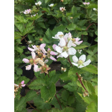 Ожина садова Понка безколючкова | Rubus  fruticosus  Ponca thornless | Blackberry Ponca thornless