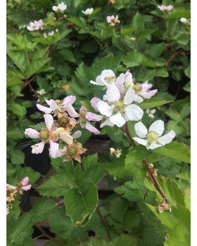 Ожина садова Понка безколючкова | Rubus fruticosus Ponca thornless | Blackberry Ponca thornless