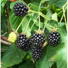 Ожина садова Понка безколючкова | Rubus  fruticosus  Ponca thornless | Blackberry Ponca thornless