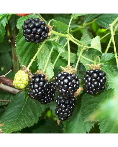 Ожина садова Понка безколючкова | Rubus fruticosus Ponca thornless | Blackberry Ponca thornless