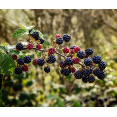 Ожина садова Понка безколючкова | Rubus  fruticosus  Ponca thornless | Blackberry Ponca thornless
