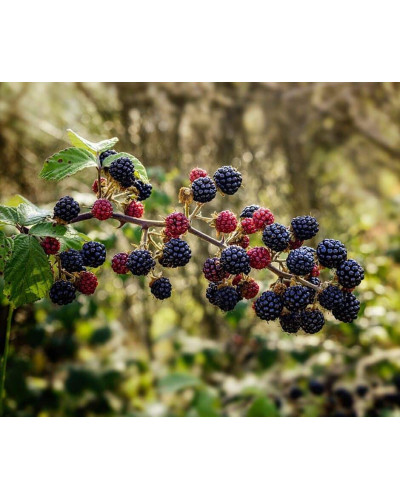 Ожина садова Понка безколючкова | Rubus fruticosus Ponca thornless | Blackberry Ponca thornless