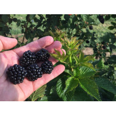 Ожина садова Понка безколючкова | Rubus  fruticosus  Ponca thornless | Blackberry Ponca thornless