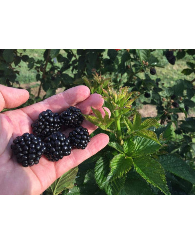 Ожина садова Понка безколючкова | Rubus fruticosus Ponca thornless | Blackberry Ponca thornless