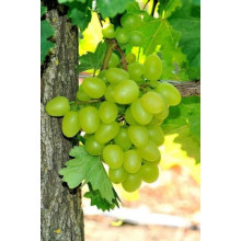 Виноград столовий Арні (ранній) | Vitis vinifera Arni (early) | Виноград столовый Арни (ранний)