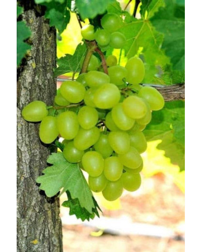 Виноград столовий Арні (ранній) | Vitis vinifera Arni (early) | Виноград столовый Арни (ранний)