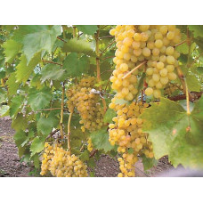 Виноград столовий Арні (ранній) | Vitis vinifera Arni (early) | Виноград столовый Арни (ранний)