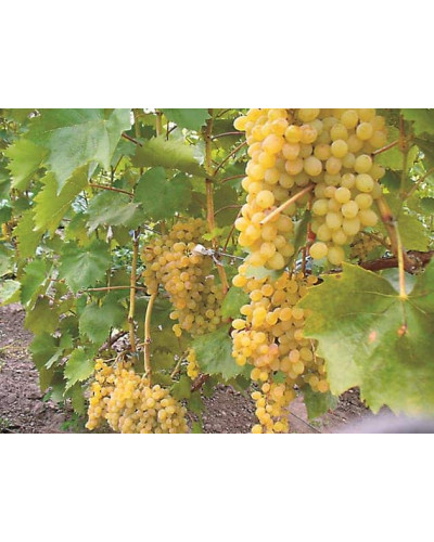 Виноград столовий Арні (ранній) | Vitis vinifera Arni (early) | Виноград столовый Арни (ранний)