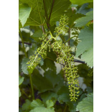 Виноград столовий Арні (ранній) | Vitis vinifera Arni (early) | Виноград столовый Арни (ранний)