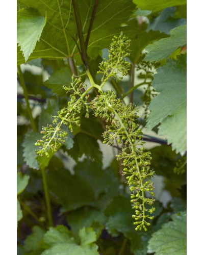 Виноград столовий Арні (ранній) | Vitis vinifera Arni (early) | Виноград столовый Арни (ранний)