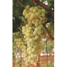 Виноград столовий Арні (ранній) | Vitis vinifera Arni (early) | Виноград столовый Арни (ранний)