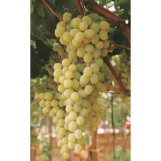 Виноград столовий Арні (ранній) | Vitis vinifera Arni (early) | Виноград столовый Арни (ранний)