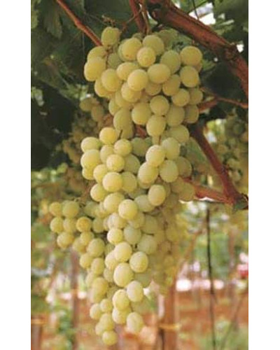 Виноград столовий Арні (ранній) | Vitis vinifera Arni (early) | Виноград столовый Арни (ранний)