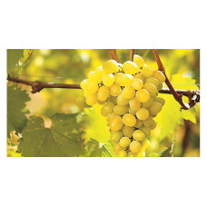 Виноград столовий Арні (ранній) | Vitis vinifera Arni (early) | Виноград столовый Арни (ранний)