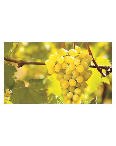 Виноград столовий Арні (ранній) | Vitis vinifera Arni (early) | Виноград столовый Арни (ранний)