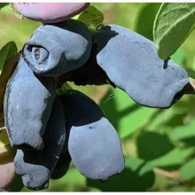 Жимолость їстівна (камчатська) Хоней Бі | Lonicera caerulea var. kamtschatica ‘Honey Bee’ | Жимолость съедобная (камчатская) Хоней Би
