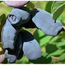 Жимолость їстівна (камчатська) Хоней Бі | Lonicera caerulea var. kamtschatica ‘Honey Bee’ | Жимолость съедобная (камчатская) Хоней Би
