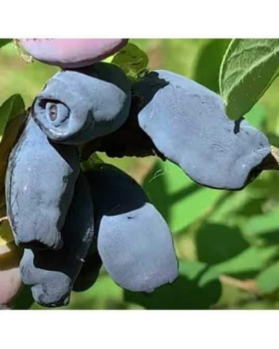 Жимолость їстівна (камчатська) Хоней Бі | Lonicera caerulea var. kamtschatica ‘Honey Bee’ | Жимолость съедобная (камчатская) Хоней Би