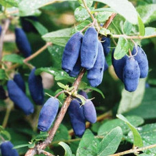 Жимолость їстівна (камчатська) Хоней Бі | Lonicera caerulea var. kamtschatica ‘Honey Bee’ | Жимолость съедобная (камчатская) Хоней Би