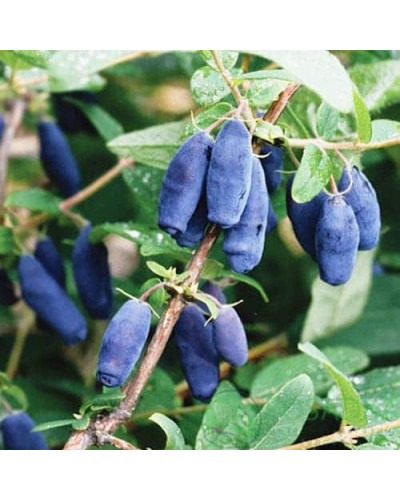Жимолость їстівна (камчатська) Хоней Бі | Lonicera caerulea var. kamtschatica ‘Honey Bee’ | Жимолость съедобная (камчатская) Хоней Би