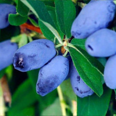 Жимолость їстівна (камчатська) Хоней Бі | Lonicera caerulea var. kamtschatica ‘Honey Bee’ | Жимолость съедобная (камчатская) Хоней Би