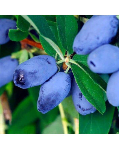 Жимолость їстівна (камчатська) Хоней Бі | Lonicera caerulea var. kamtschatica ‘Honey Bee’ | Жимолость съедобная (камчатская) Хоней Би